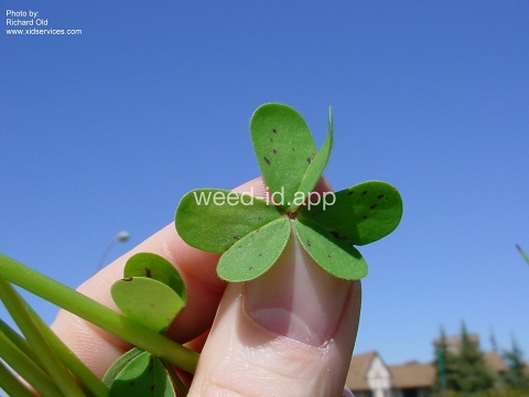 oxalis, buttercup